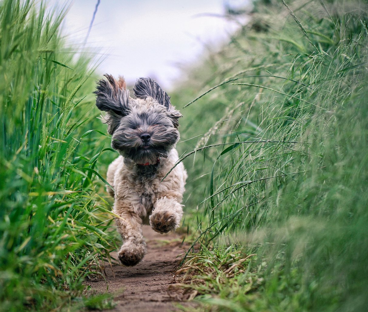 Small Hairy Dod running Through Field