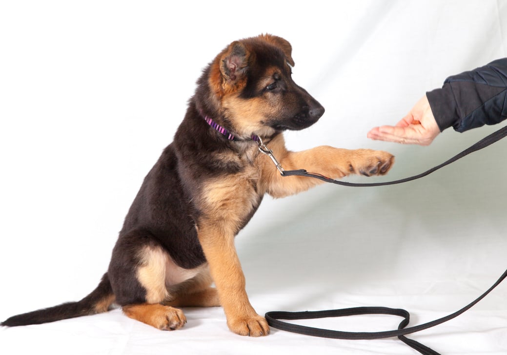 alsatian pup being trained by dog expert